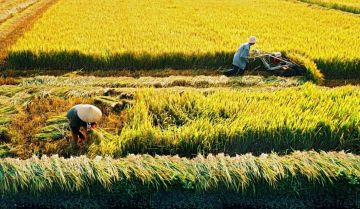 Khi nào đất trồng lúa hết thời hạn sử dụng? Có phải gia hạn không?
