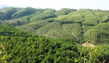 Chuyển nhượng đất rừng sản xuất: điều kiện, thủ tục, hồ sơ, thuế phí