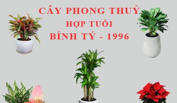 Cây phong thủy hợp tuổi Bính Tý 1996 là cây nào?