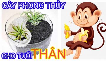 Gợi ý 5+ cây phong thuỷ tuổi Giáp Thân 2004 phù hợp nhất