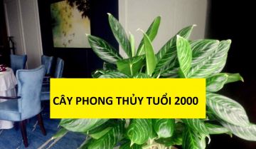 Cây phong thuỷ tuổi 2000 Canh Thìn mang lại may mắn, tài lộc