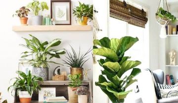 Top 10 cây phong thủy hợp mệnh Kim nên trồng/trưng để hút lộc