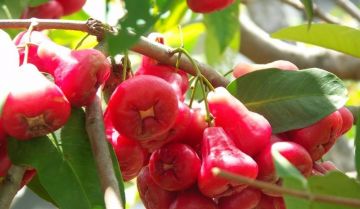 Cây roi phong thủy: bí quyết cho quả ngọt, hương thơm