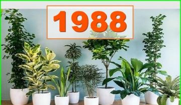 Sinh năm 1988 hợp cây phong thủy nào? 6 gợi ý thú vị