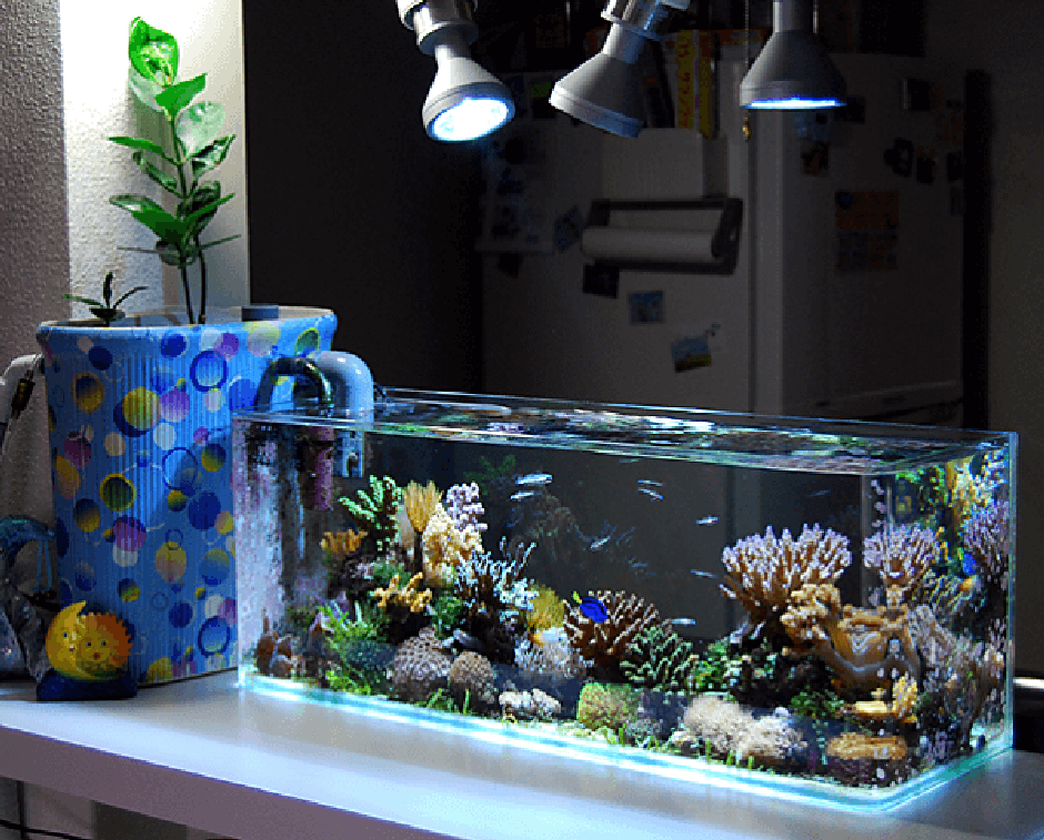 Использовать воду для аквариума. Декорированные аквариумы. Украсить аквариум. Украшения для аквариума. Декор маленького аквариума.